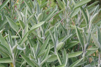 Salvia Officinalis, Common Sage, Garden Sage, Sauge, Salvia officinalis 'Greek', Purple Salvia, Evergreen shrub, Fragrant Shrub